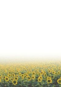 Фонова папір Galeria Papieru Vincent 100 г/м2, 50 шт